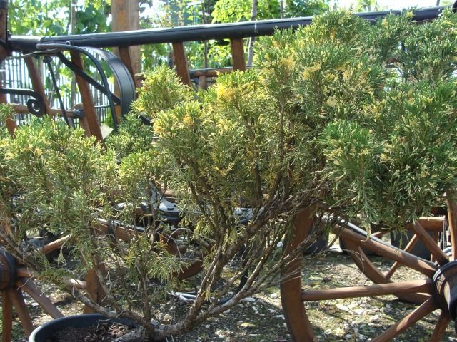 JUNIPERUS SABINA VARIEGATA